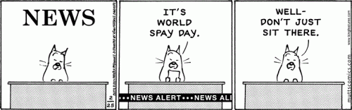 spay day